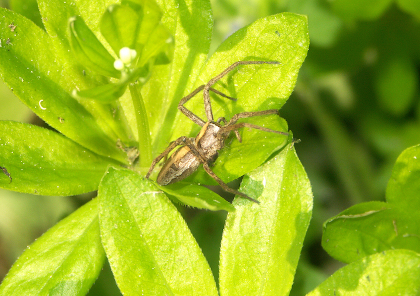 pisaura_mirabilis_fem_jardin_sourcieux220409rec%20-%20copie